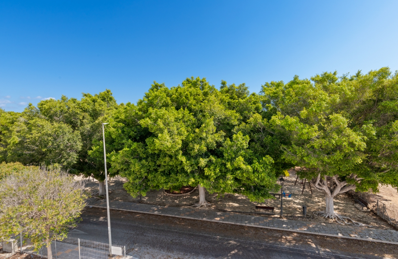 Obra nueva - Detached - Pilar de la Horadada