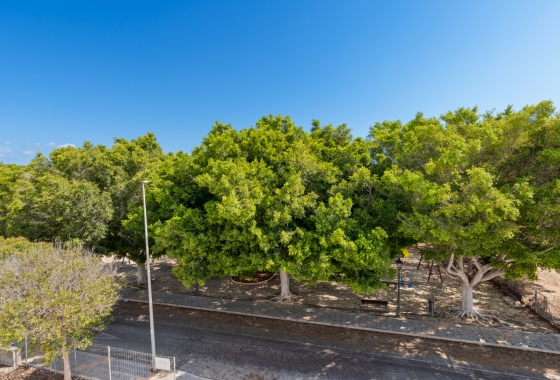 Obra nueva - Detached - Pilar de la Horadada