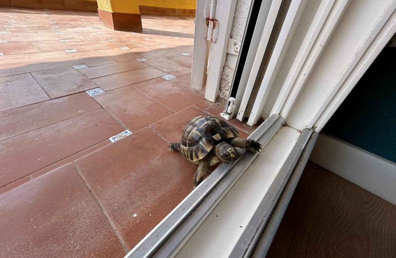 Resale - Villa - San Miguel de Salinas