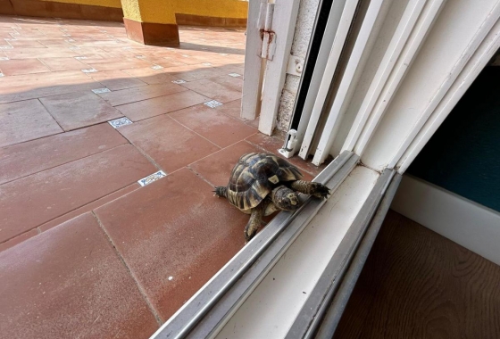 Resale - Villa - San Miguel de Salinas