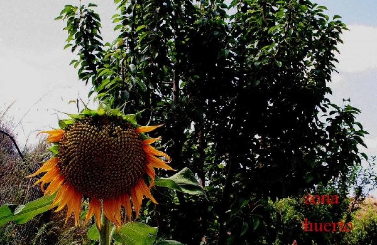 Rynek wtórny - Wiejska posiadłość - Murcia