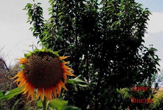 Rynek wtórny - Wiejska posiadłość - Murcia
