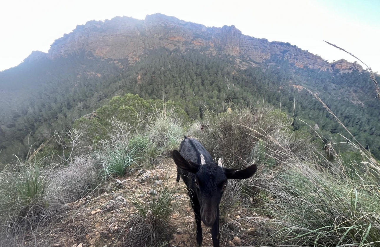 Rynek wtórny - Wiejska posiadłość - Murcia