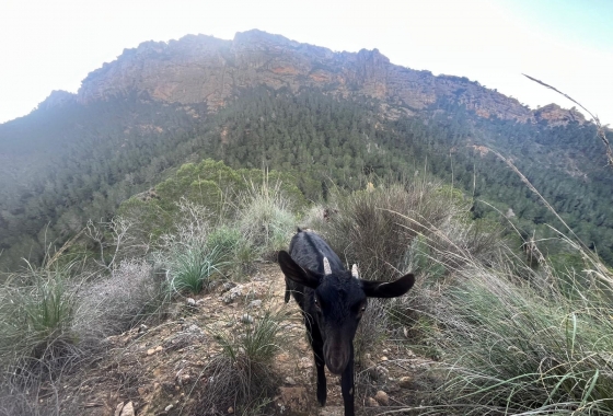 Rynek wtórny - Wiejska posiadłość - Murcia