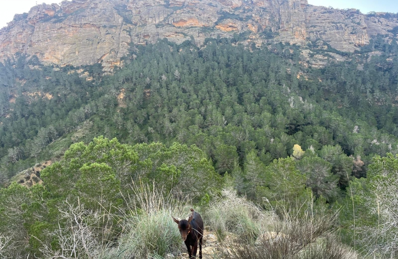 Rynek wtórny - Wiejska posiadłość - Murcia