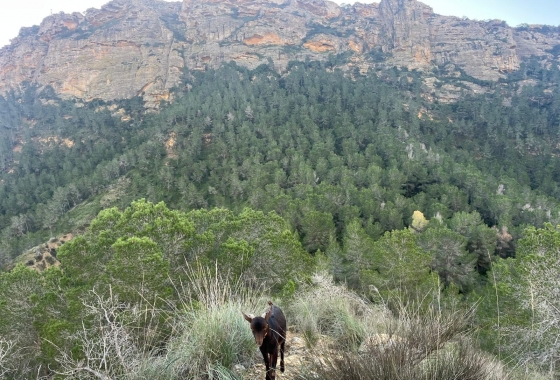 Rynek wtórny - Wiejska posiadłość - Murcia