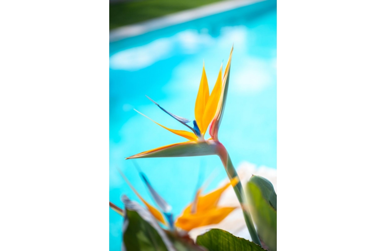 Resale - Apartment - Pilar de la Horadada