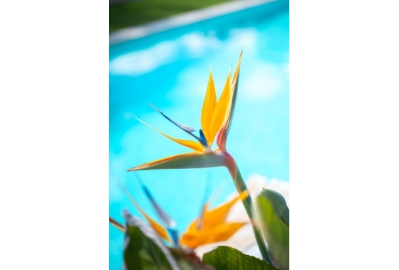 Resale - Apartment - Pilar de la Horadada