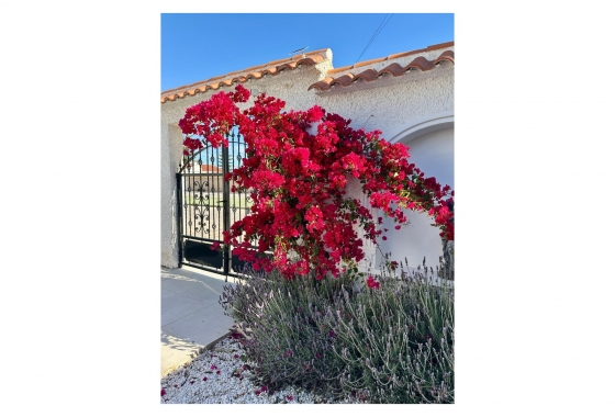 Resale - Villa - Torrevieja - San Luis