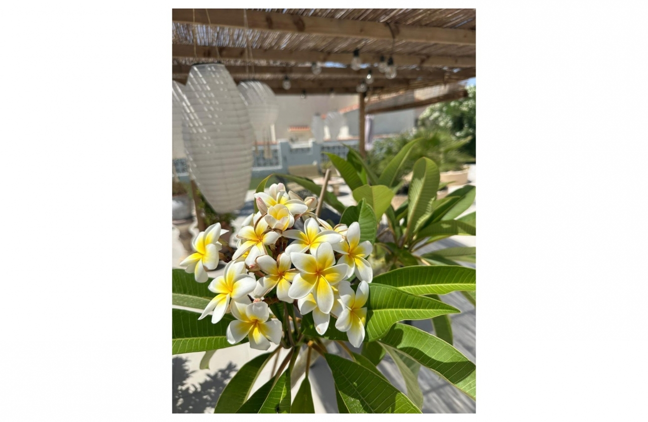 Resale - Villa - Torrevieja - San Luis