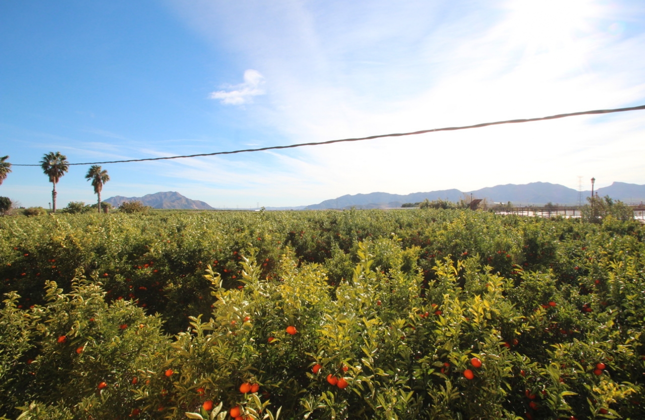 Reventa - Finca / Country House - Murcia - Costa Blanca Sur