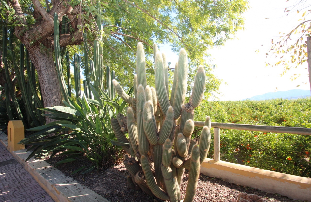 Reventa - Finca / Country House - Murcia - Costa Blanca Sur