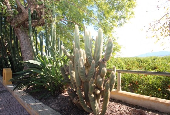 Reventa - Finca / Country House - Murcia - Costa Blanca Sur